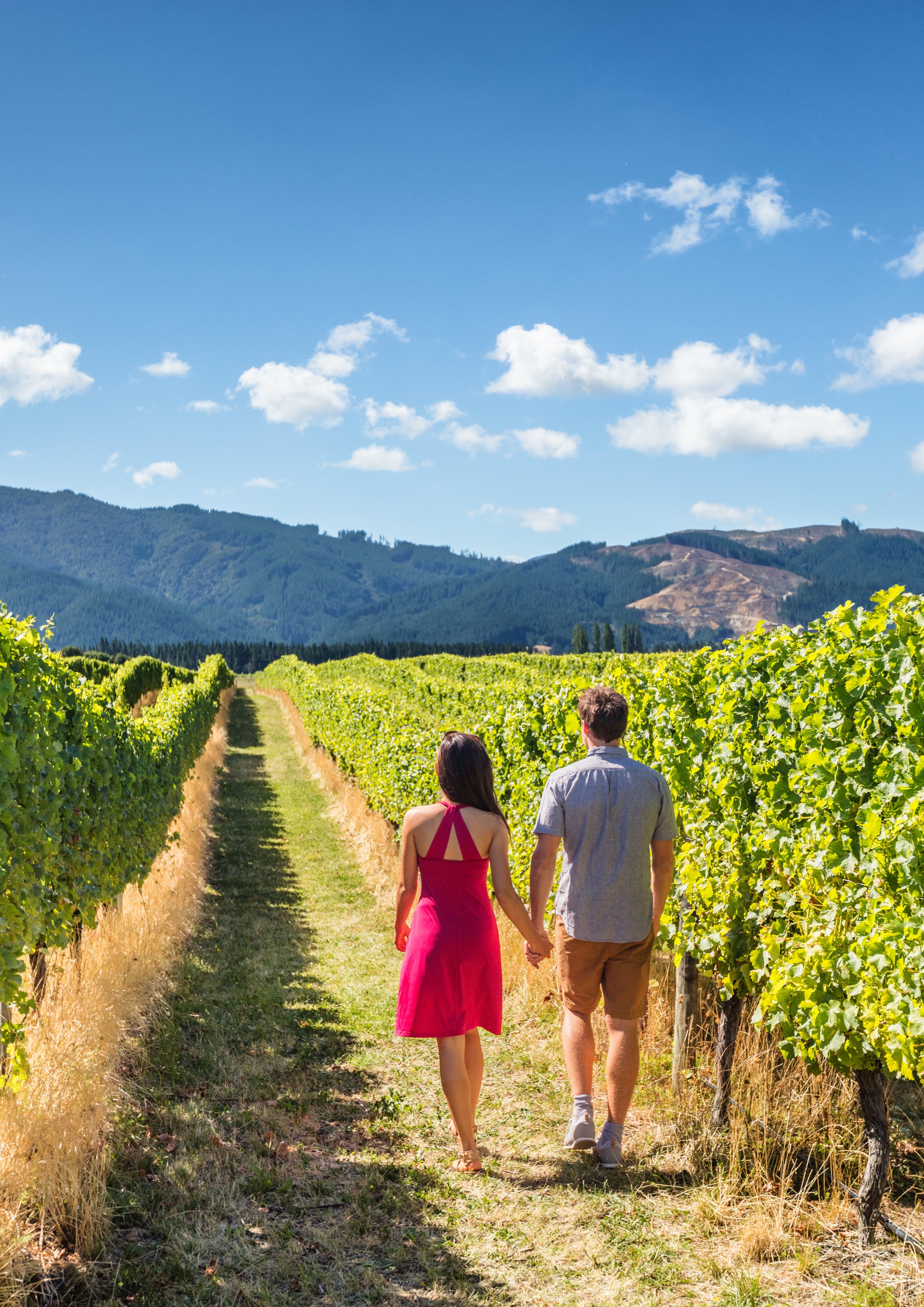 South Island vineyard